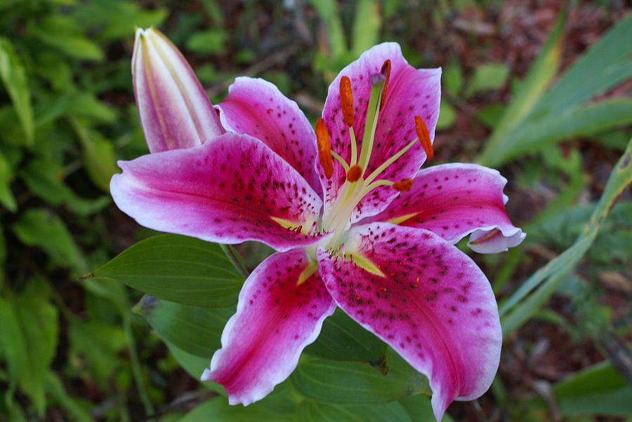 Pink Day Lily by Lisa Hebert