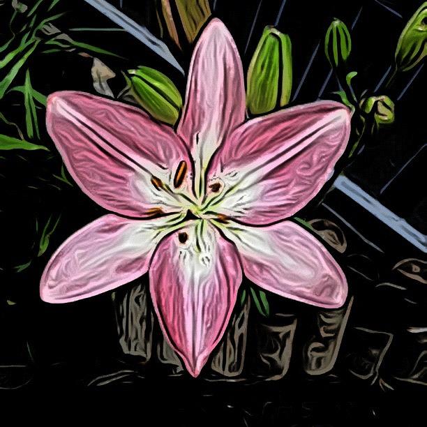 Pink Day Lily Series (1/5) Photograph by Michael Krajnak