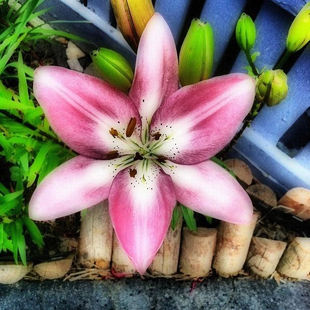 Pink Day Lily Series (2/5) Photograph by Michael Krajnak