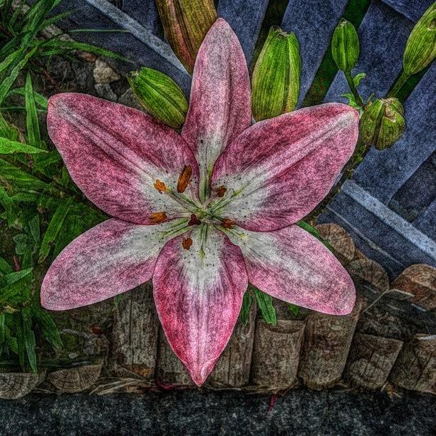 Pink Day Lily Series (4/5) Photograph by Michael Krajnak