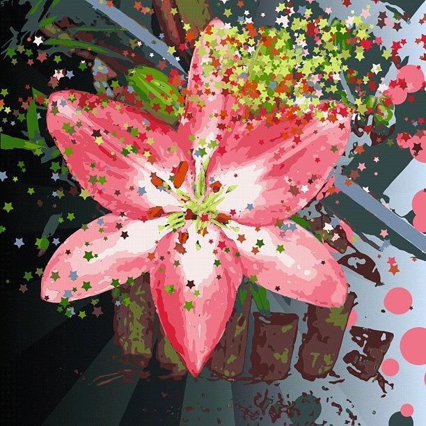 Pink Day Lily Series (5/5) Photograph by Michael Krajnak