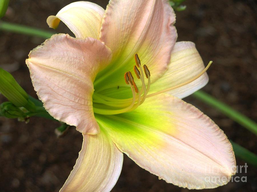 Pink Daylily Photograph by Lili Feinstein