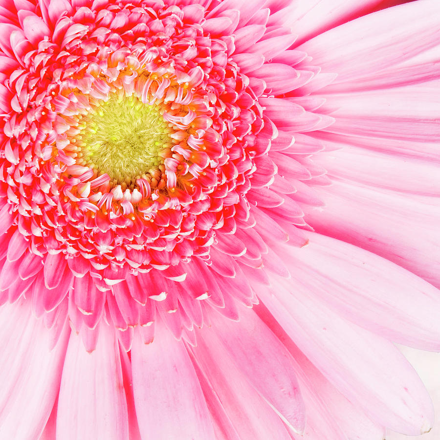 Pink Delight II Photograph by Tamyra Ayles