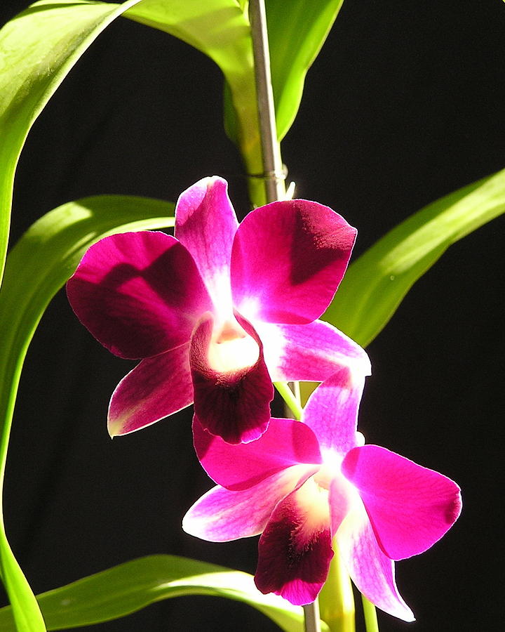 Pink Dendrobiums Photograph by Andrea Drake Pixels