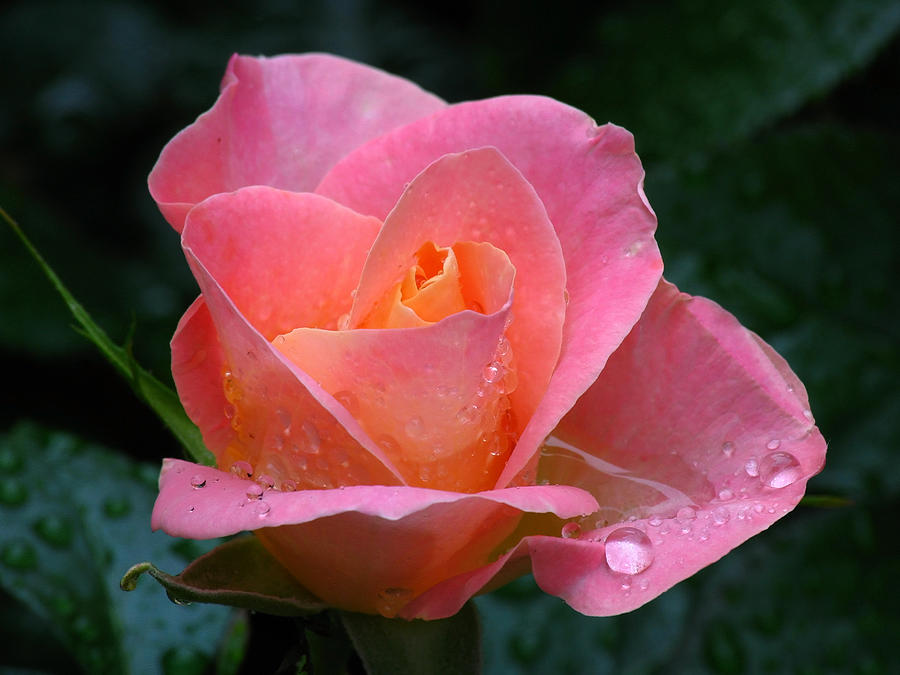 Rose Photograph - Pink Dew by Juergen Roth
