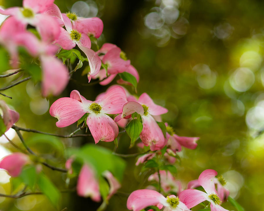 Pink Dogwood Blooms Photograph by Lori Coleman