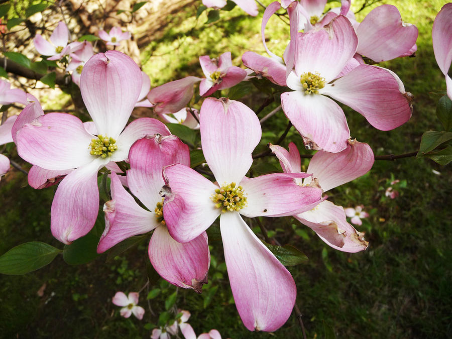 Pink Dogwood Blossom Photograph by Margie Avellino