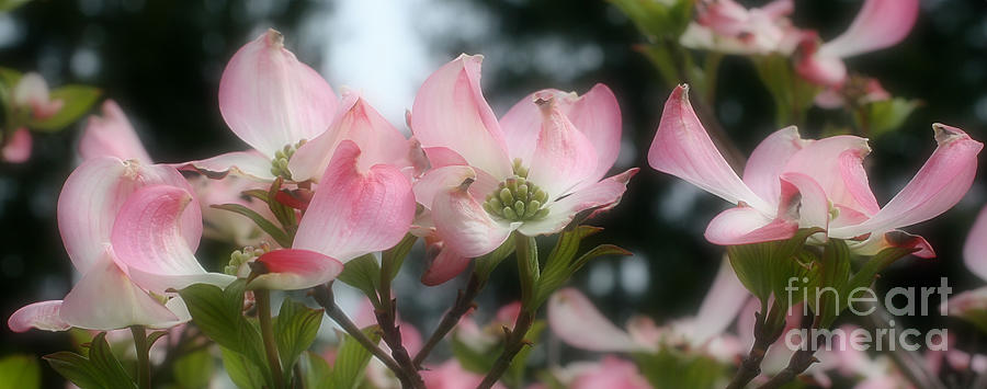 Pink Dogwood Flower Dreams Photograph by Smilin Eyes Treasures