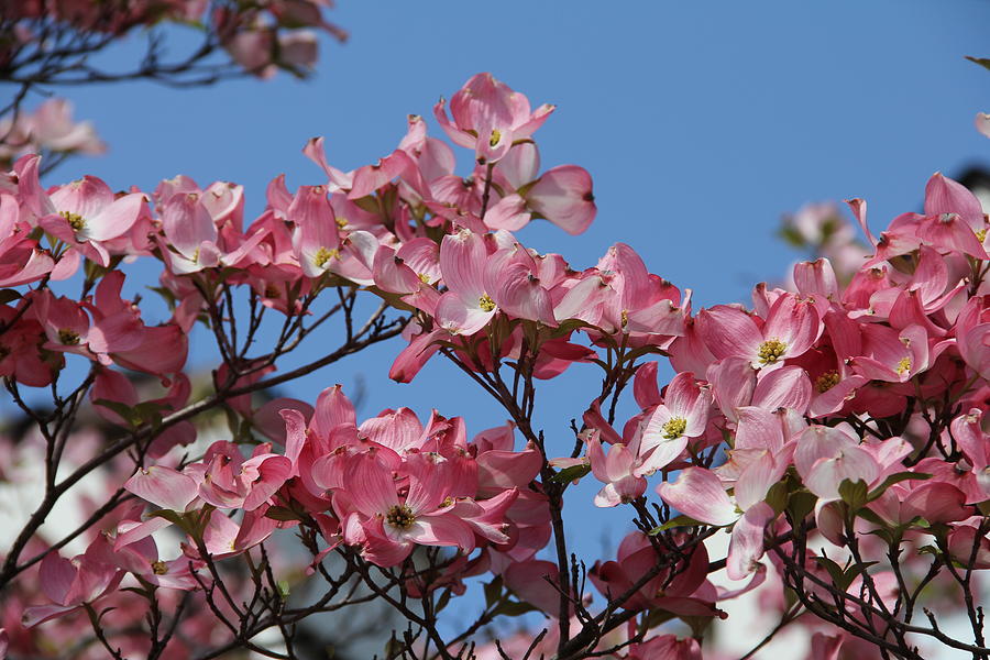 Pink Dogwood in Bloom Photograph by Charlene Reinauer