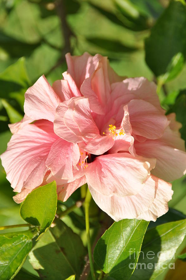 Pink Double Hibiscus Photograph by John Black