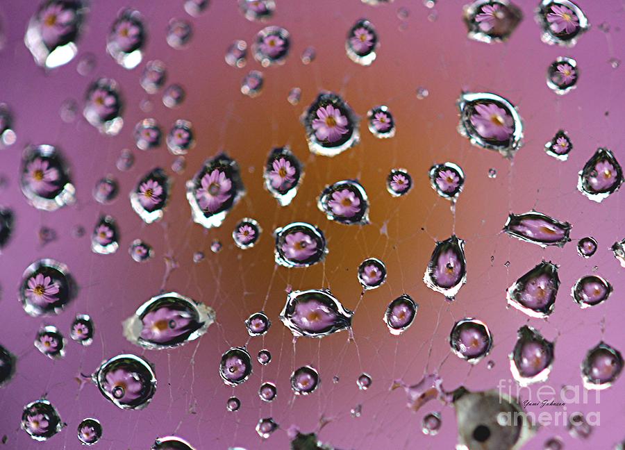 Pink droplets Photograph by Yumi Johnson