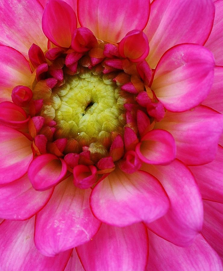 Pink Explosion Photograph by Bruce Bley