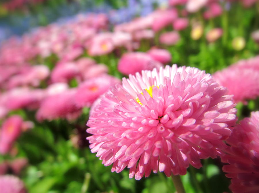 Pink Fields Forever Photograph by Eva Kondzialkiewicz | Fine Art America