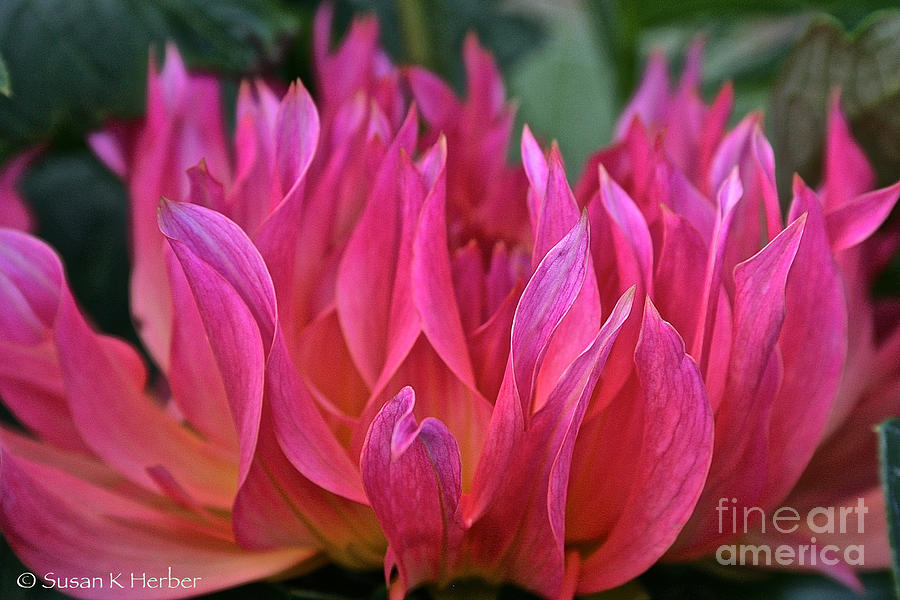 Nature Photograph - Pink Flames by Susan Herber