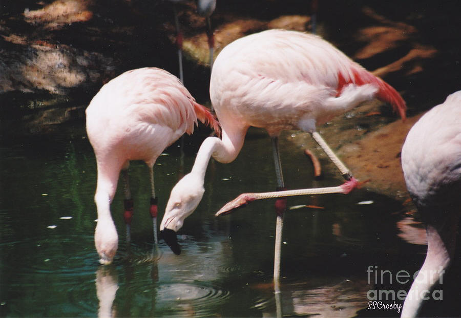 Pink Flamingos Photograph by Susan Stevens Crosby