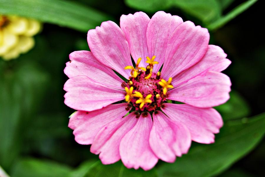 Pink Flower 4 Photograph by Joe Faherty