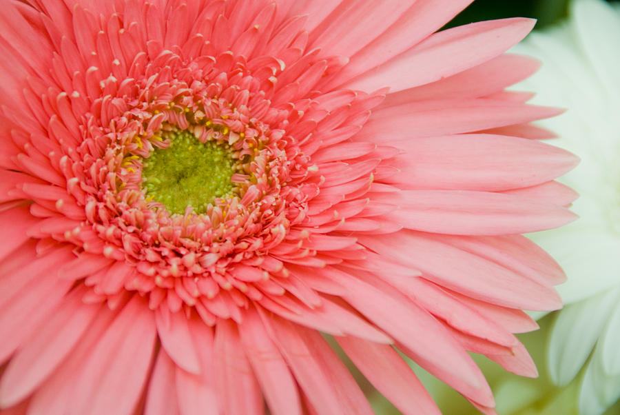 Pink Flower Photograph by Anthony Citro