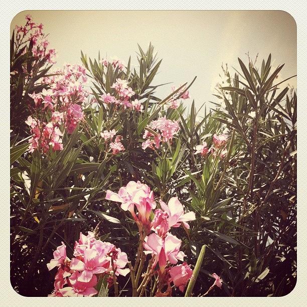 Up Movie Photograph - Pink Flower Bush by Kristina Parker