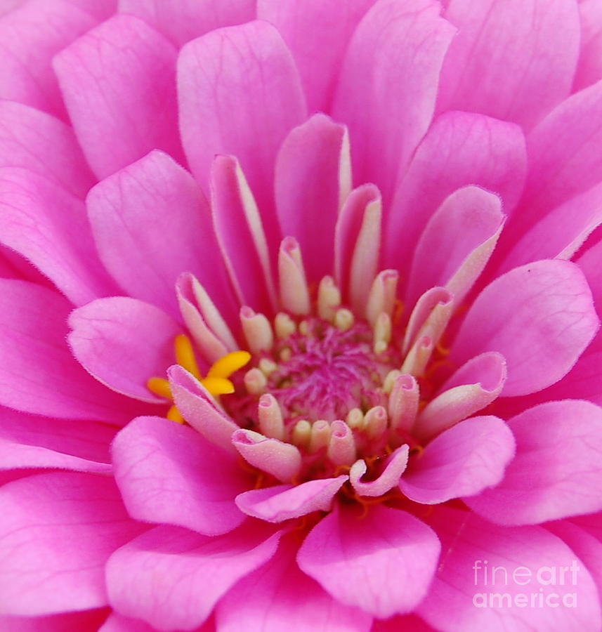 Pink Flower Center Photograph by Patty Vicknair