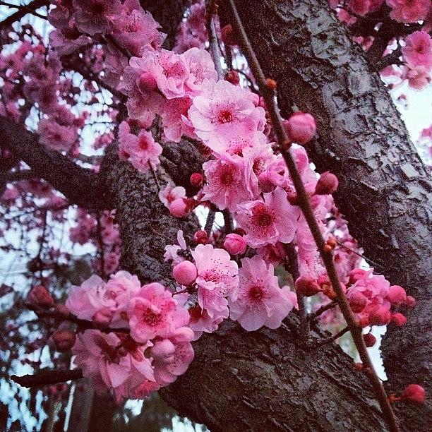 Nature Photograph - #pink #flower #cherryblossom #blossom by Logan Mcpherson