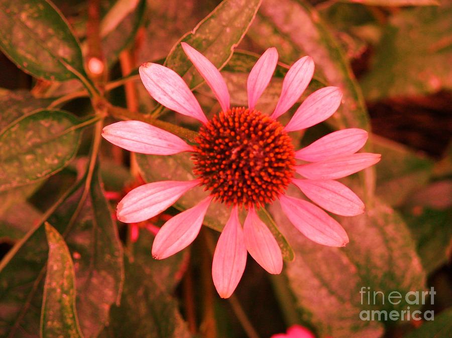 Download Pink flower for Breast Cancer Awareness Month 2 Photograph ...