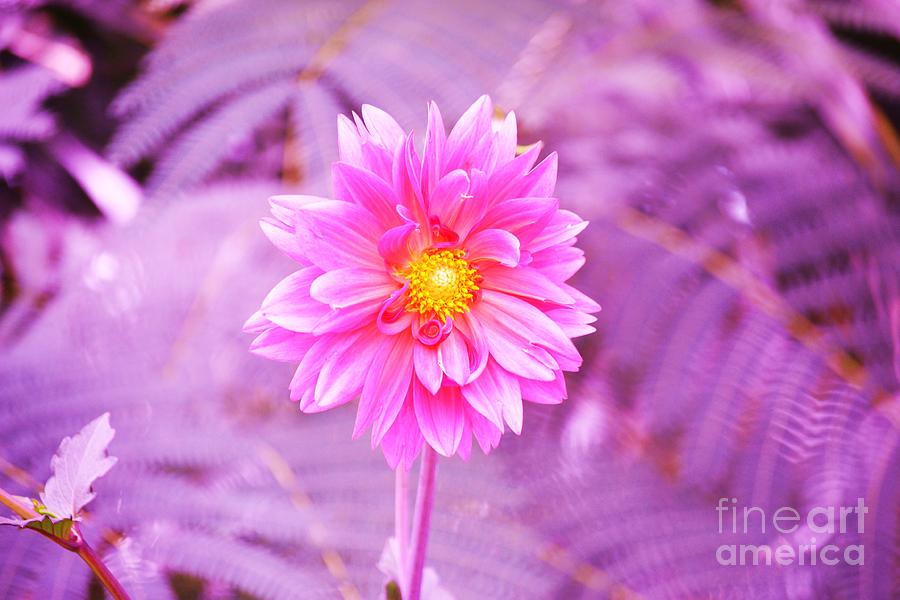 Download Pink Flower For Breast Cancer Awareness Month Photograph ...