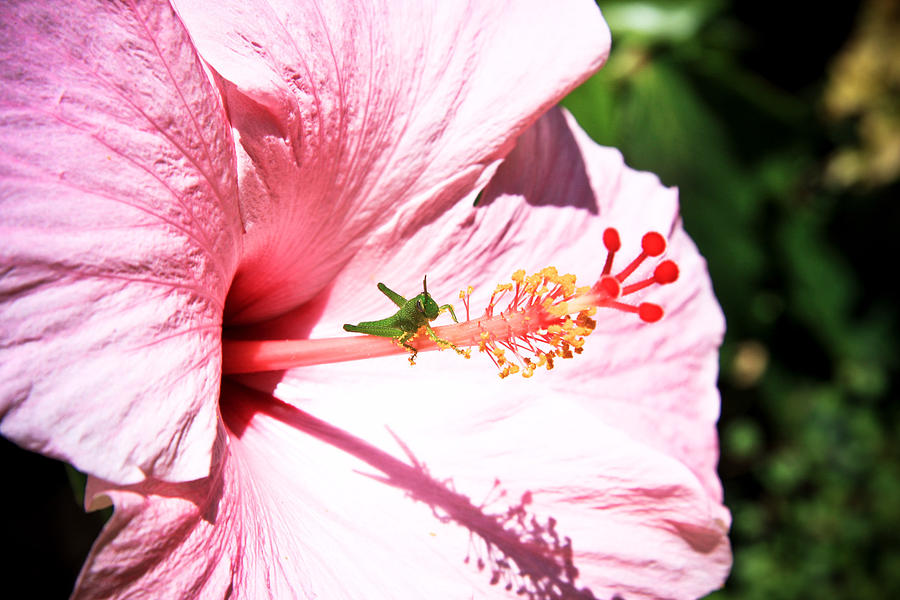 Pink flower green bug Photograph by Kelley Nelson