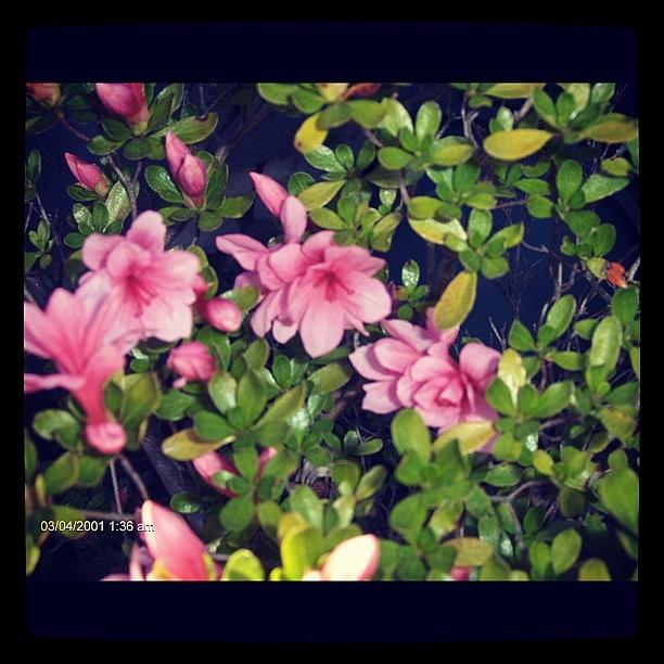 Nature Photograph - #pink #flower #pretty #nature by Amber Campanaro
