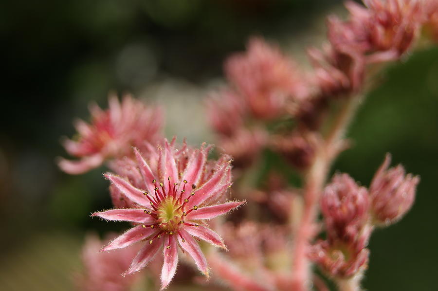 Pink Flower Photograph by Sophie Fraser - Fine Art America