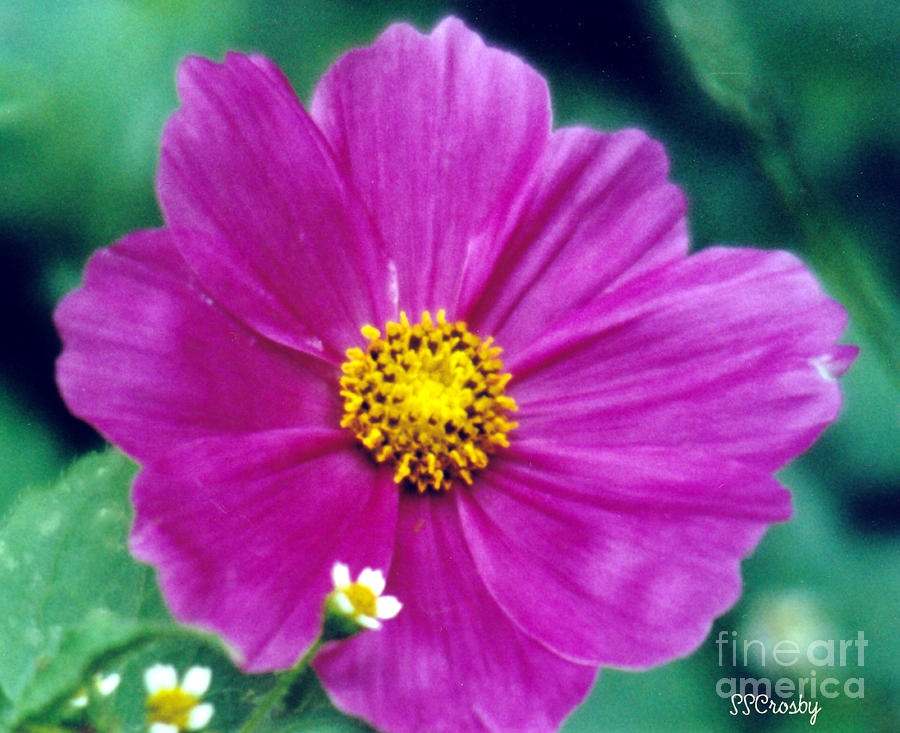 Pink Flower  Photograph by Susan Stevens Crosby