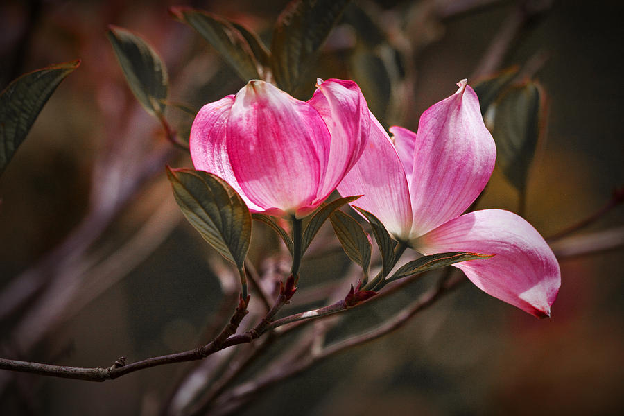 Pink Flower Tree Blossoms No. 247 Photograph by Randall Nyhof