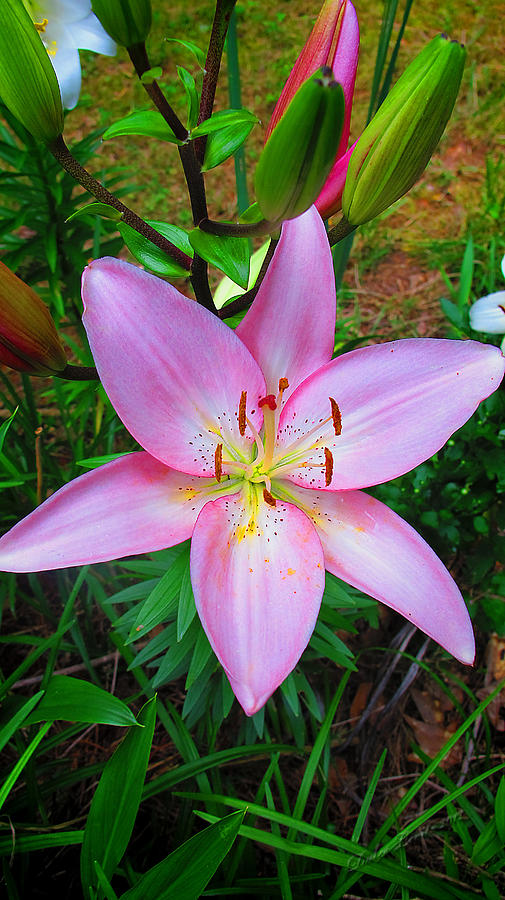 Pink Flower Vertical Photograph by Dulce Levitz