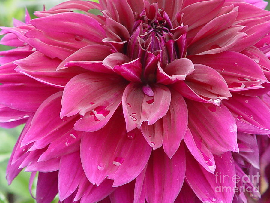 Pink flower with dew. Photograph by Judith Birtman - Fine Art America