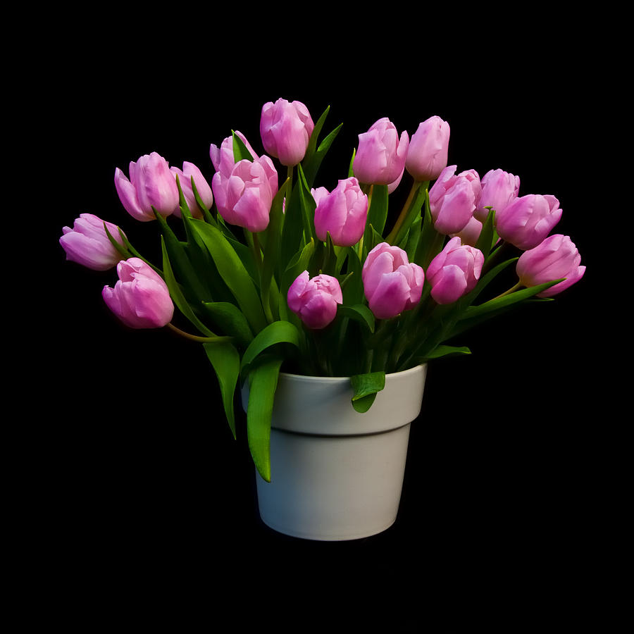 Pink Flowering Bunch Of Tulips by Ruud Morijn