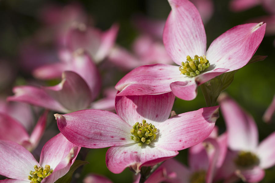 Pink Flowering Dogwood - Cornus florida Rubra Photograph by Kathy Clark