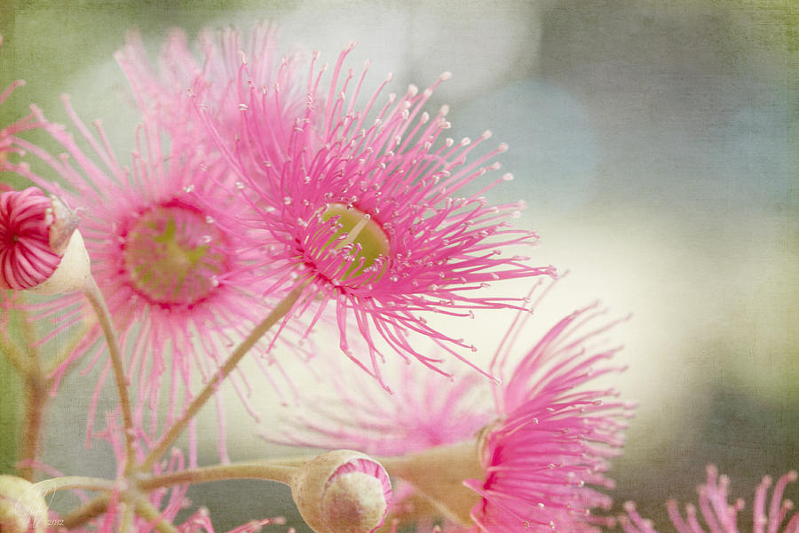 Pink Flowering Digital Art by Margaret Hormann Bfa
