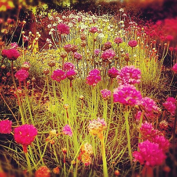 Spring Photograph - #pink #flowers ... #flowerbed by Linandara Linandara