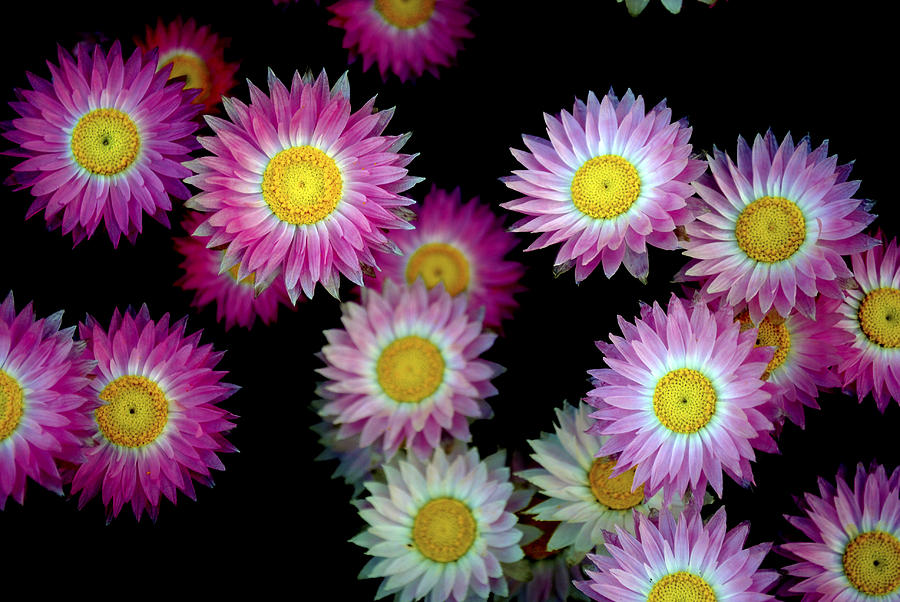 Flower Photograph - Pink flowers at dawn by Sumit Mehndiratta