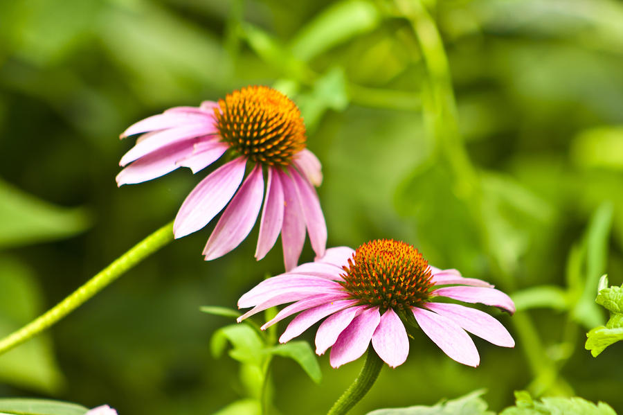 Pink Flowers Photograph by Scott Wood