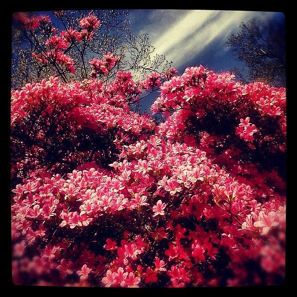 Spring Photograph - #pink #flowers #spring #blossom by Linandara Linandara