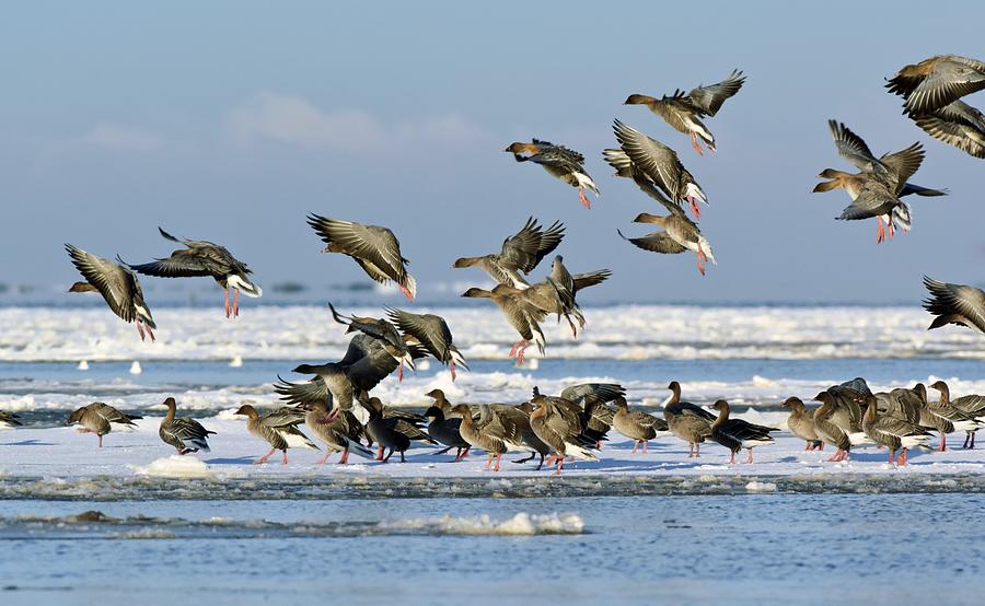Goose Photograph - Pink-footed Geese On An Ice Floe by Duncan Shaw