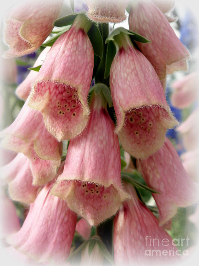 Pink Foxglove Photograph by Lainie Wrightson