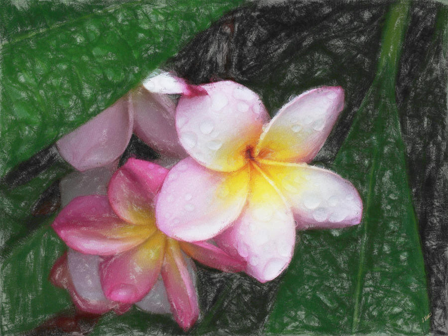 Pink Frangipani Painting by Dean Wittle