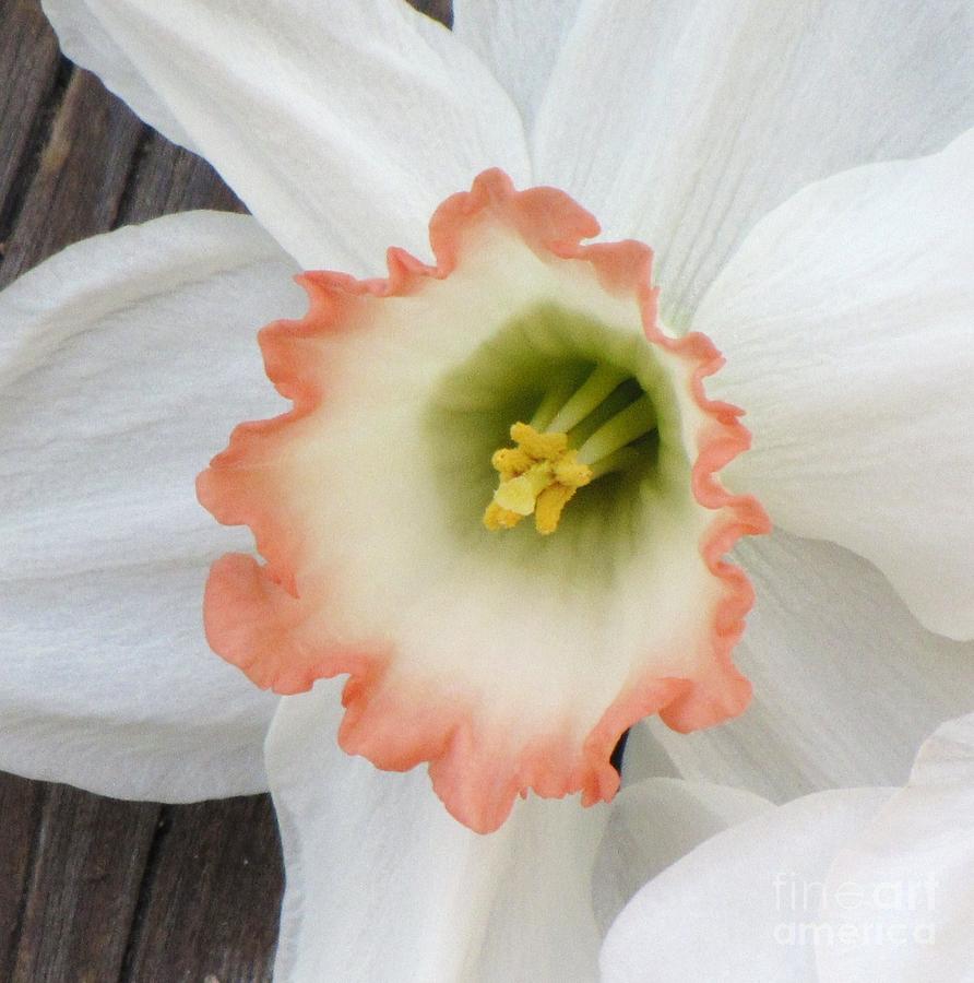 Pink Friged Daffodil Photograph by Michele Penner