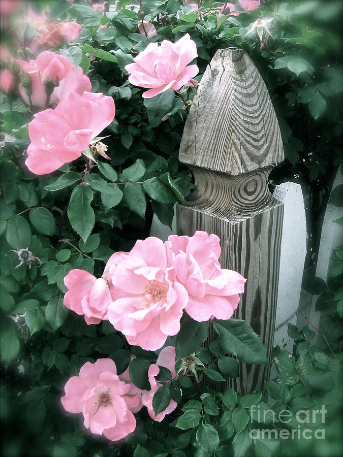 Pink Garden Roses Photograph by Nancy Patterson