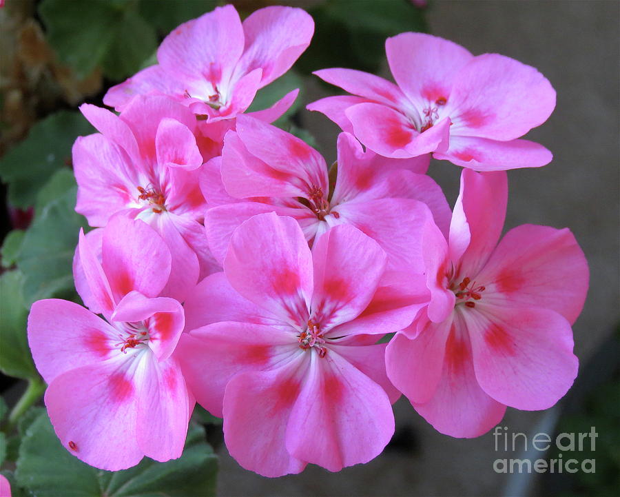 Pink Geranium Photograph by Aimee Mouw