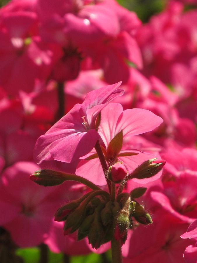 Pink Geranium Photograph by Alfred Ng
