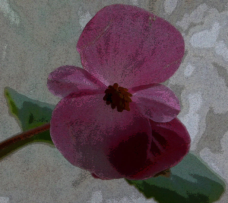 Pink Geranium Photograph by Karen Harrison Brown