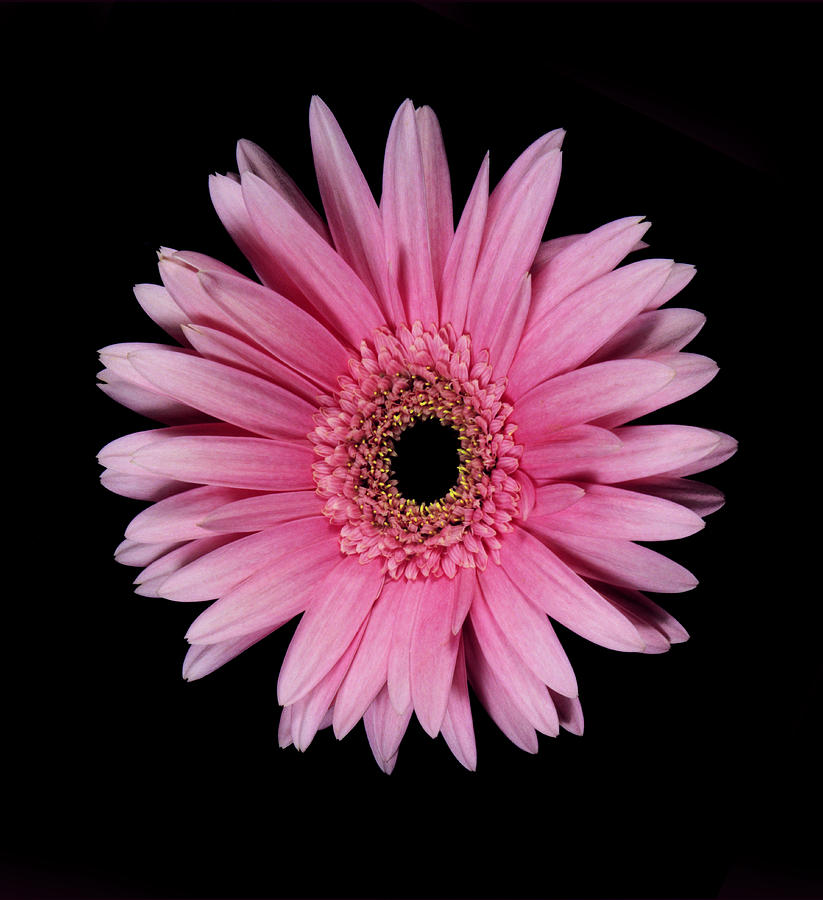Pink Gerber Daisy. Photograph by Chris  Kusik