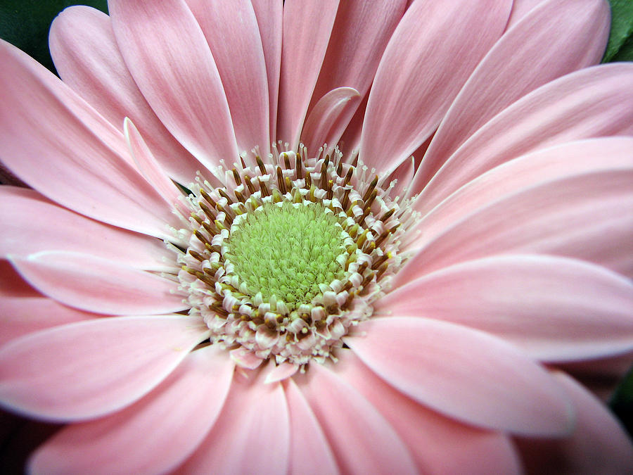 Pink Gerbera Photograph by Chris Anderson